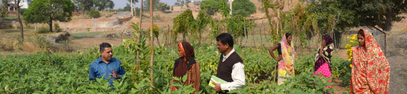 Men and women working in an agricultrural field