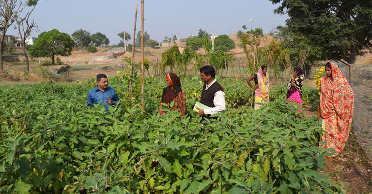 Men and women working in an agricultrural field